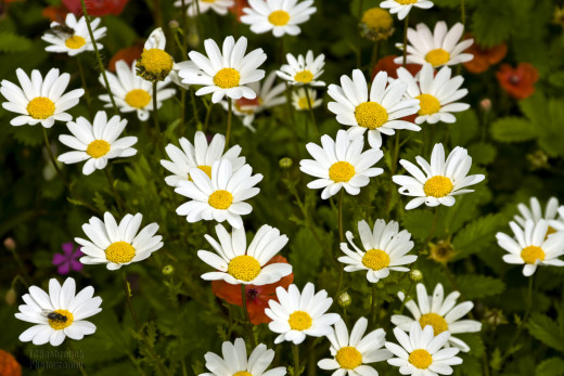 537720 (a): :1638x1091